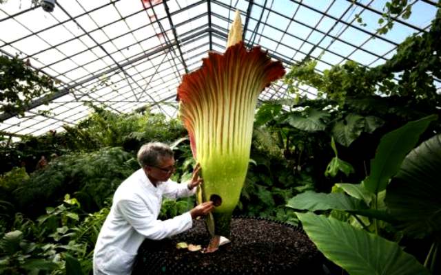 Cuál es la flor más grande del mundo