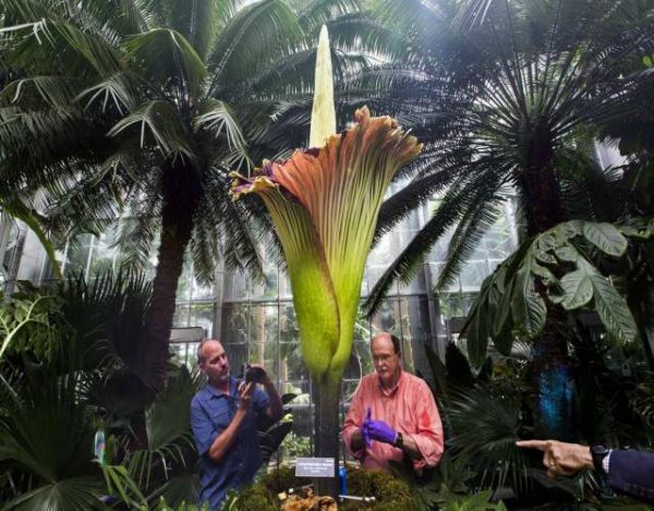 Cuál es la flor más grande del mundo