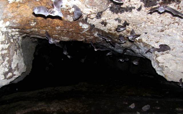 Cómo son las cuevas de murciélagos