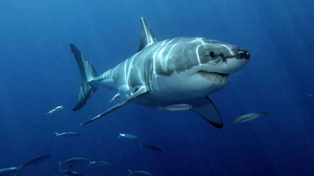 tiburón blanco