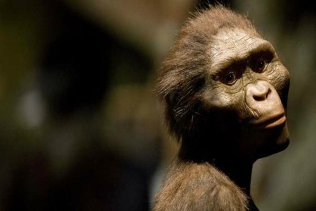 ¿Qué sabemos sobre el homo Australopithecus?