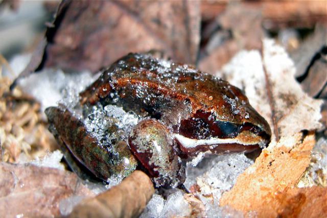 rana de madera congelada