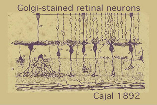 neuronas de la retina