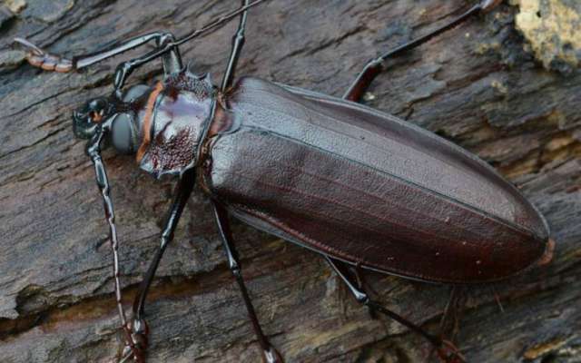 10 insectos más terroríficos