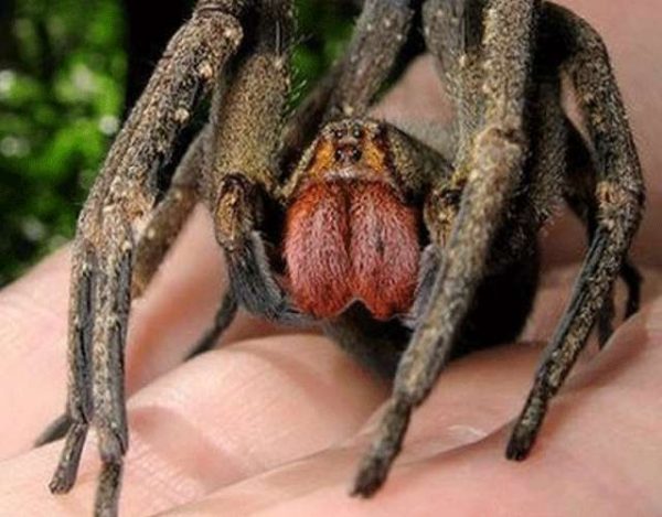 10 insectos más terroríficos