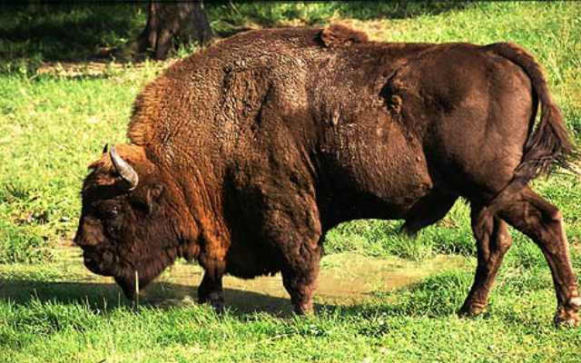 Bisonte europeo, una especie salvada