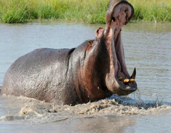 Hipopótamo Características, Hábitat, Alimentos y Reproducción