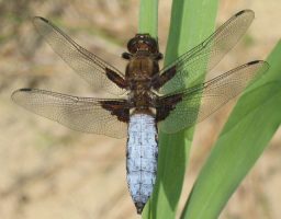 insectos gigantes