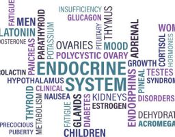 sistema endocrino