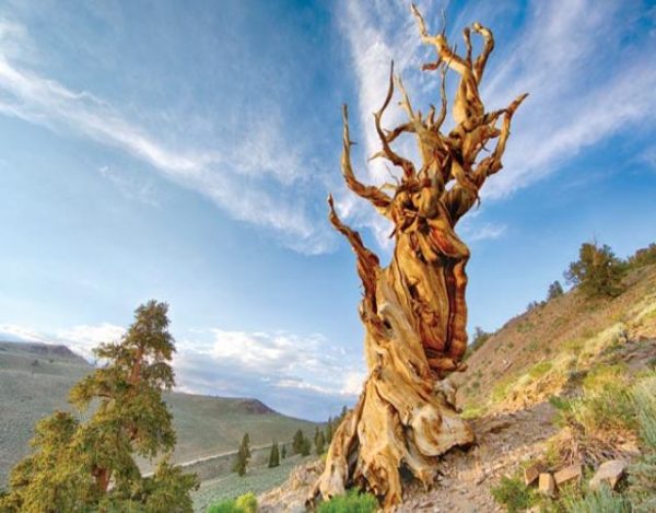 Los 10 árboles más viejos del mundo