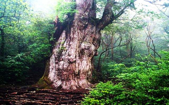 Los 10 árboles más viejos del mundo