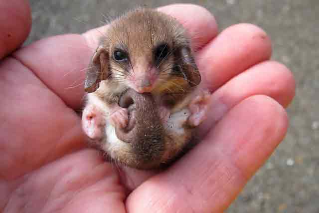 mamíferos más pequeños del mundo