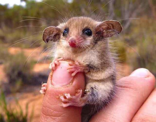 mamíferos más pequeños del mundo
