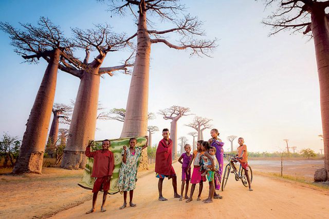 Los baobabs, árboles milenarios de África