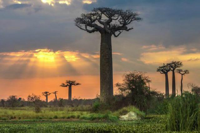 Los baobabs, árboles milenarios de África
