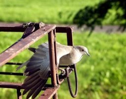 palomas mensajeras