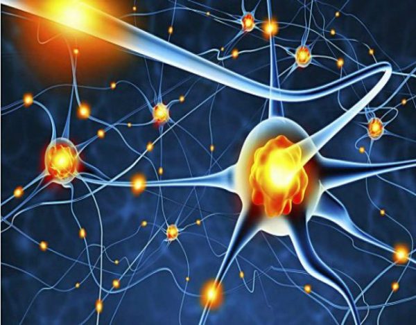 5 Formas de regenerar las neuronas