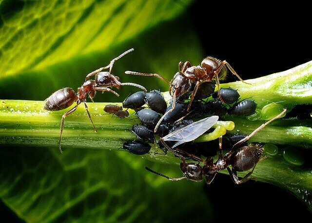 comportamientos de las hormigas