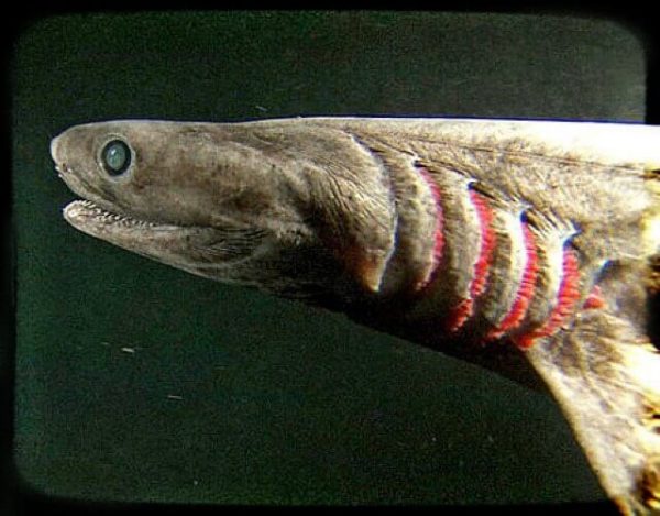 tiburón anguila prehistórico