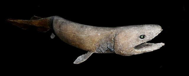 tiburón anguila prehistórico