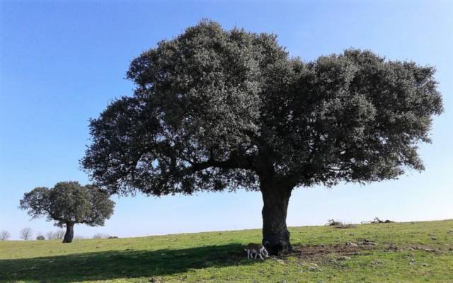 Los 10 árboles más emblemáticos de España