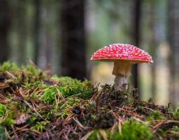 hongos alucinógenos contra el tabaquismo