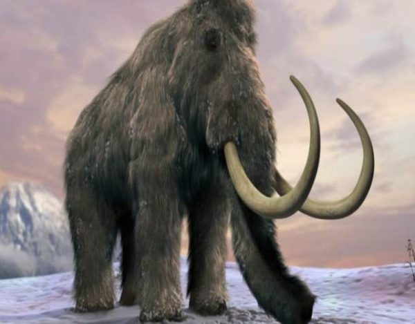 Clonación de mamuts, 'reviven' sus células congeladas