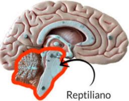 El cerebro reptiliano y las decisiones básicas