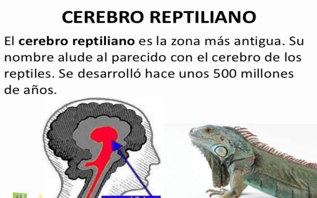 El cerebro reptiliano y las decisiones básicas