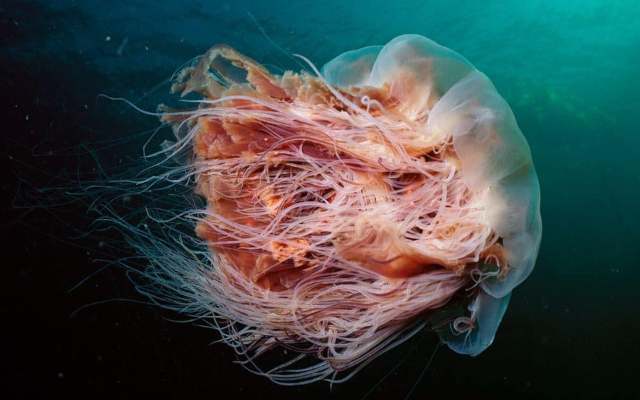 Características de la medusa gigante