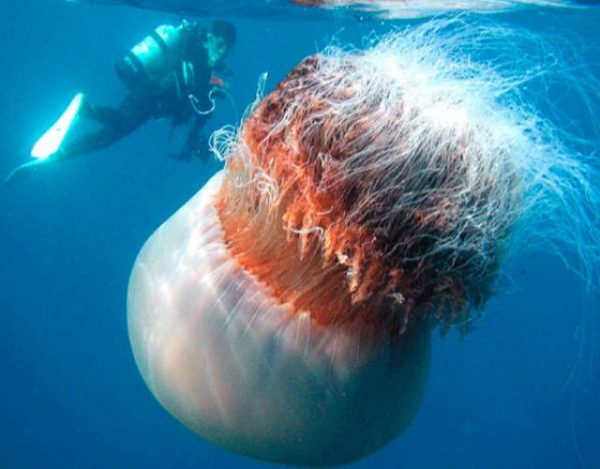 Características de la medusa gigante