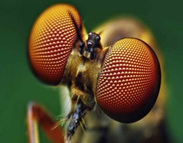 Cómo funcionan los ojos de los insectos