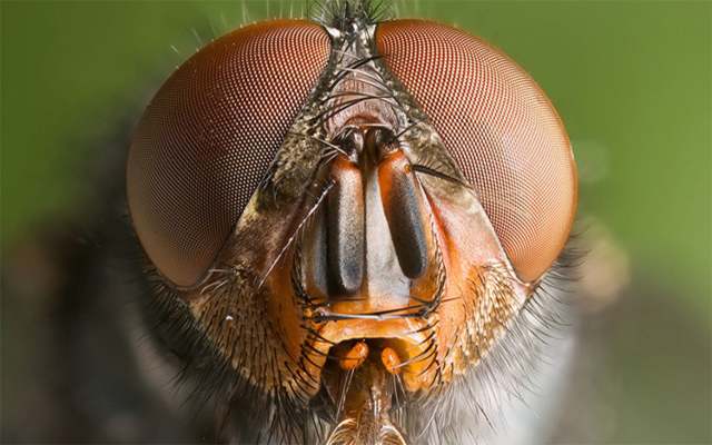 Cómo funcionan los ojos de los insectos