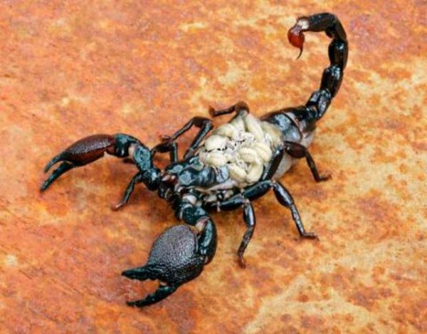 Top 10 de los escorpiones más peligrosos