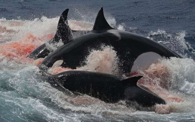 Por qué se le conoce como orcas asesinas