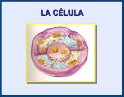 Que es una célula, funciones y estructura