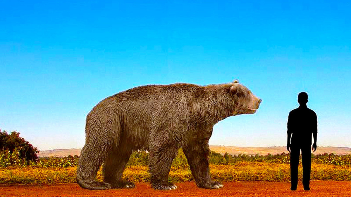 Медведь Кадьяк и Короткомордый