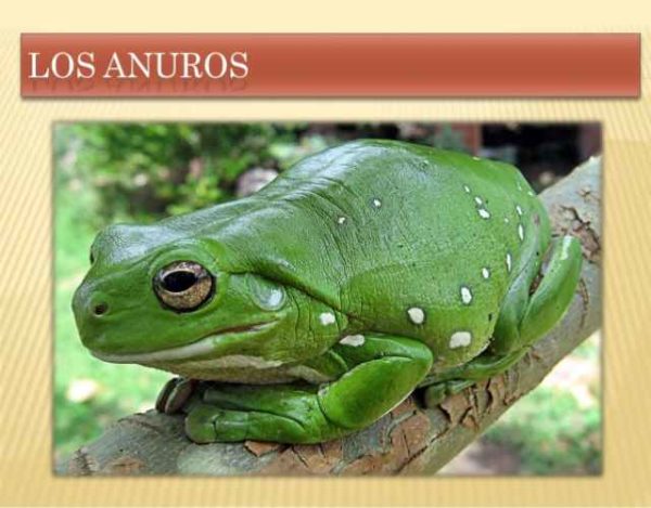 Características sobre los Anuros, especies de ranas y sapos
