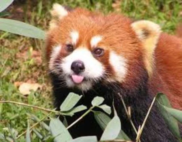 Curiosidades sobre el Panda rojo