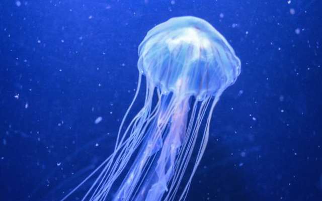 Datos sobre las medusas