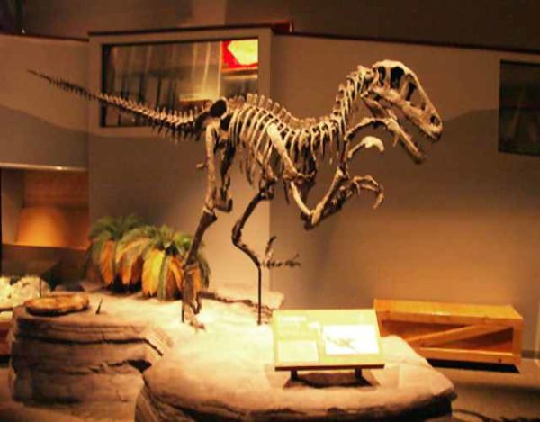 Museos sobre dinosaurios interesantes
