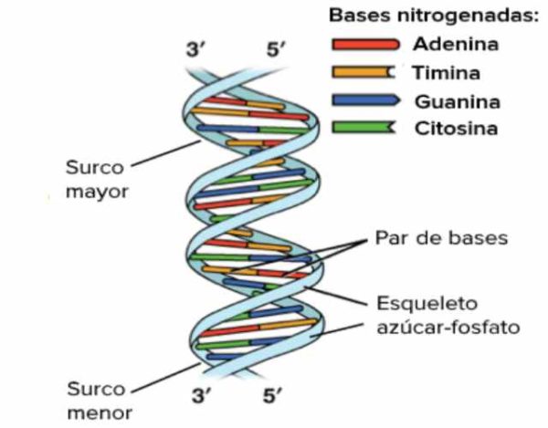 Qué es el modelo de la doble hélice del ADN