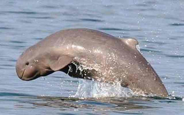 5 nuevas especies de delfines de rio