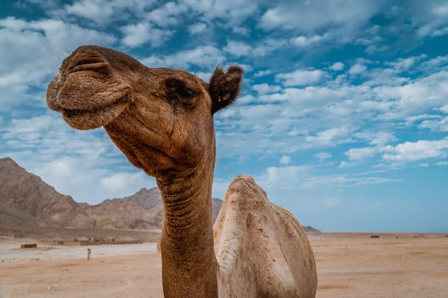 por qué tienen joroba los camellos