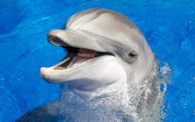Cómo se comunican los delfines