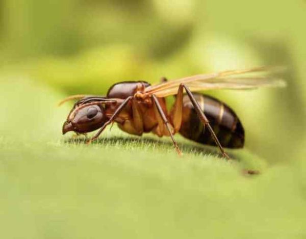 Curiosidades sobre las hormigas voladoras