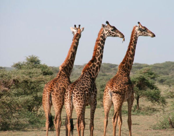 Los 7 animales más altos del mundo