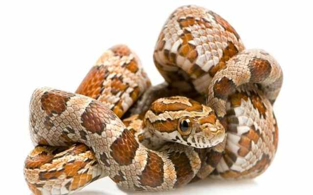 Por qué tenemos miedo a las serpientes