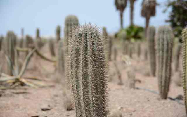 Cómo obtienen agua las plantas del desierto