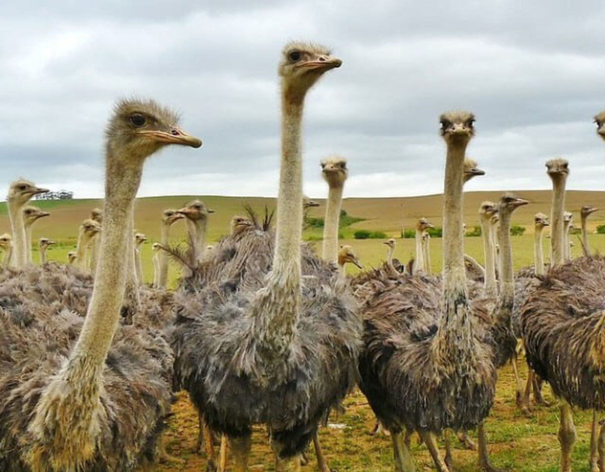 Descubierto el origen de las aves corredoras